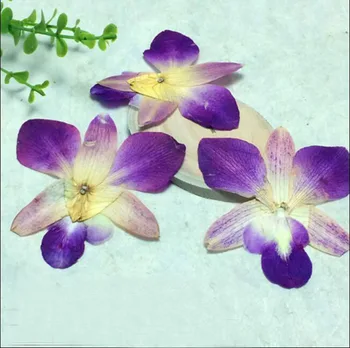 

10pcs Pressed Dried Orchids Flower Plants Herbarium For Wedding Party Home Pendant Necklace Craft DIY Accessories