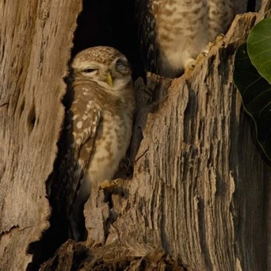Pair of Spotted Owls  Bharatpur NP  Rajasthan. INDIA Poster Print by Pete Oxford (24 x 36)