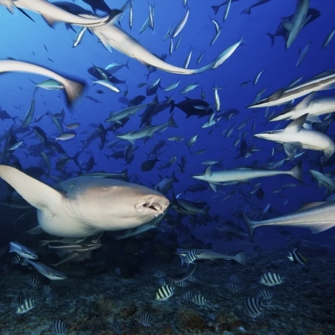 A Tawny Nurse Shark swims away after eating some fish scraps  Fiji Poster Print (17 x 11)