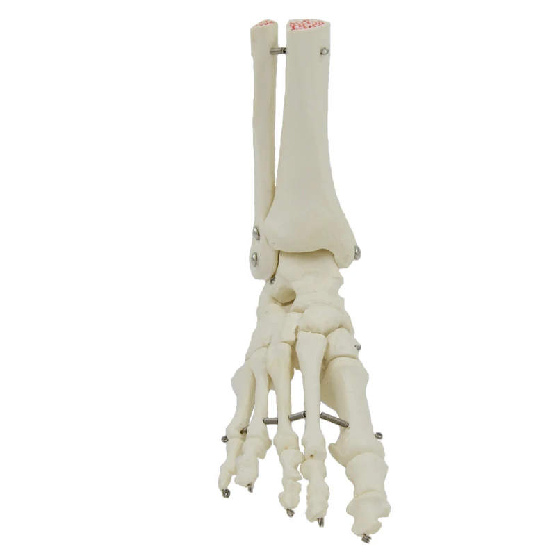 Human Foot Bone Model Foot Sole Joints of Foot Ankle Tibia and Fibula Foot Model Department of Orthopedics Teaching for Medical