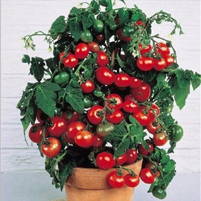

100pcs tomato bonsai delicious cherry tomato plants Edible vegetables food balcony potted garden planting