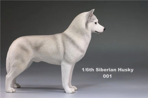 1/6(1") аксессуар для фигурки 1:6 Siberian Husky Simulation animals XVI 001 собачьи игрушки модели