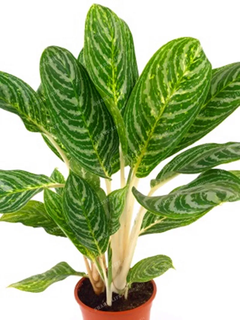 100 шт редкий Aglaonema Spp высокая влажность легкий рост офисный стол Бонсай освежитель воздуха растения радиационная защита дома и сада