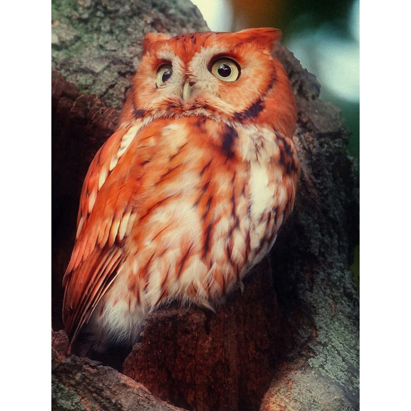 

Diamond Paint Owl Broderie Diamant Animal Diamond Cross Stitch European And American Style Home Decor Round Resin Pictures