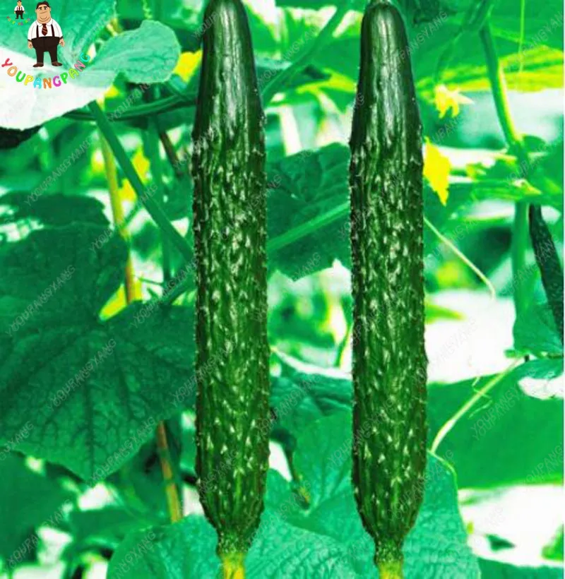 

New 200Pcs Mini Cucumber Planting Bonsai Rare Delicious Cucumber Fruit Vegetable Plants for Home Garden decoration Plantas