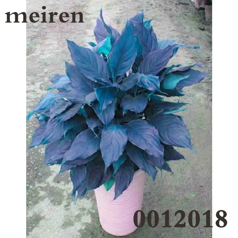 Rare Color Aglaonema Bonsai 100 Pcs Beautiful Mosaic Perennial