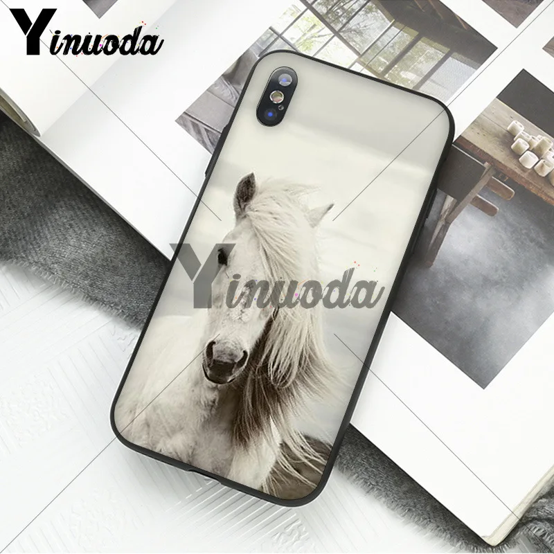 andalusian horse
