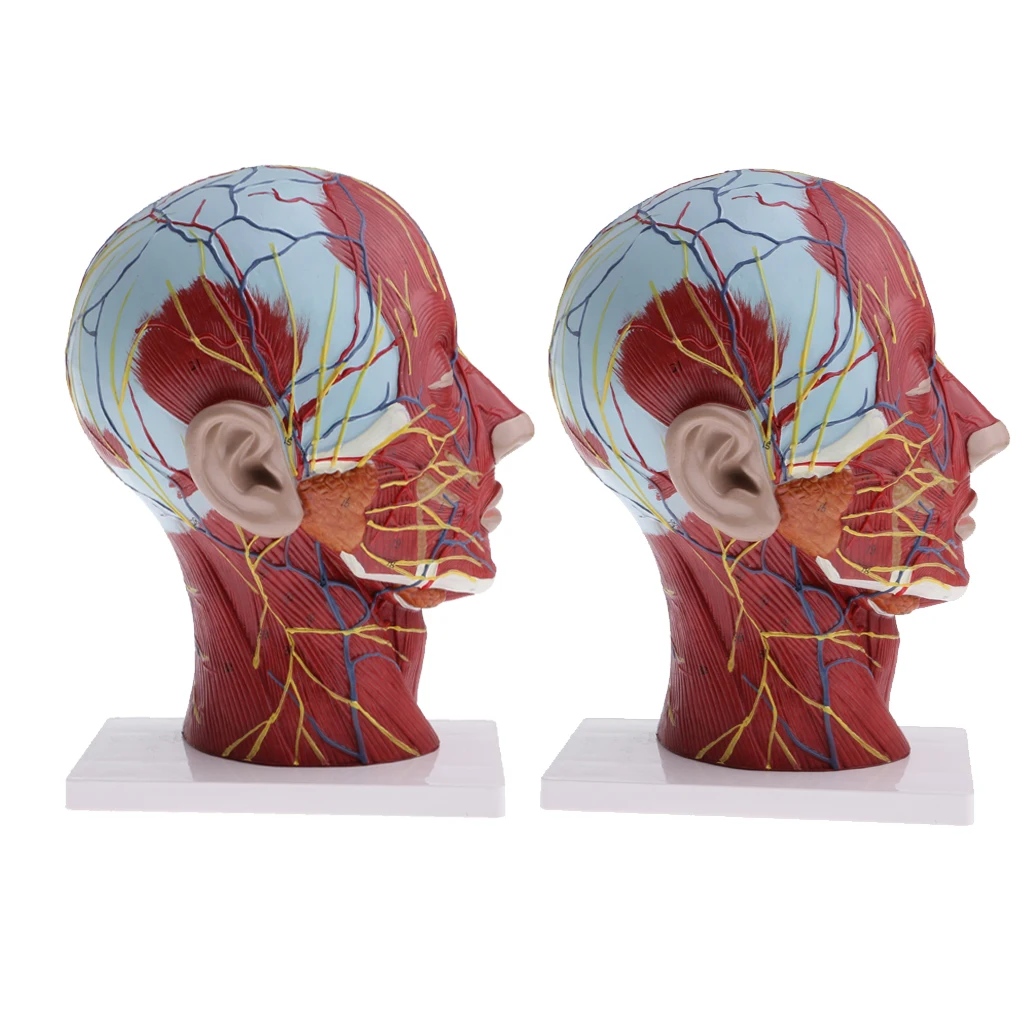 

2 Sets Sagittal Plane of Human Head & Neck & Superficial Muscle Nerve Model, Lifesize, Lab Demonstration Model