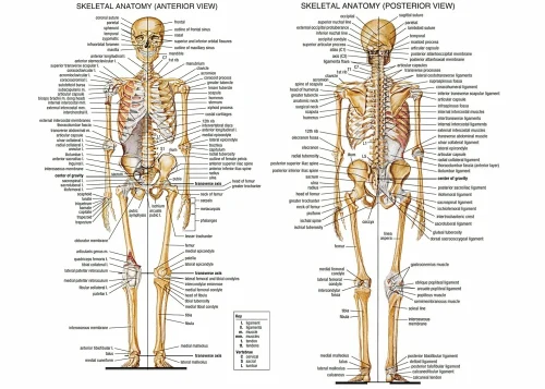 Настенная художественная картина холст живопись да Винчи Анатомия рисунки Ретро плакат печать тела карта картины для медицинского образования без рамки - Цвет: pic2