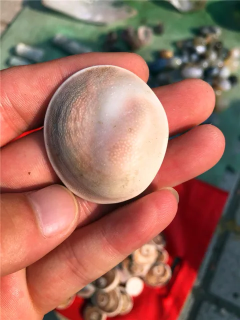 Best Offers  10 pieces, Marine snail fossil collection, teaching supplies, collections