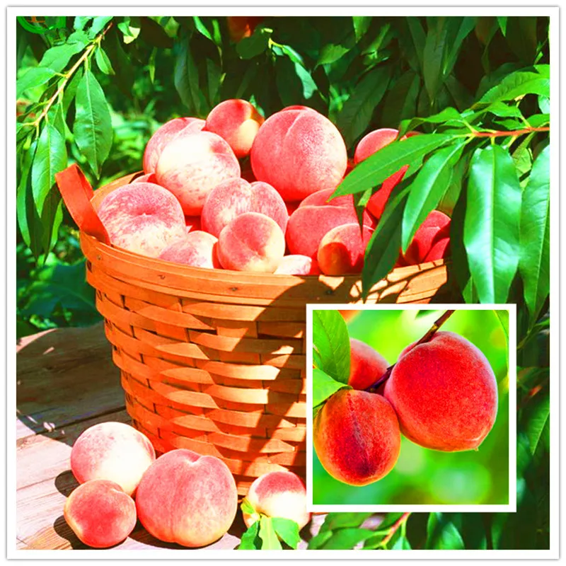 

Sweet Peach Plants, Autumn Red Peach Tree Fruit Plantas Drawf Indoor Bonsai for Home Garden potted Plant floresling ,10 Pcs.