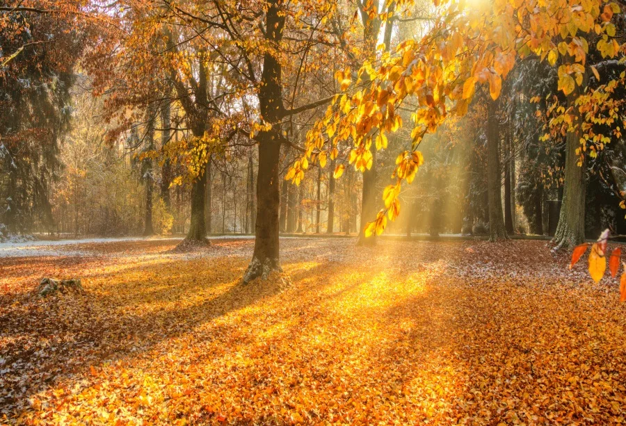 

Laeacco Photography Backdrops Autumn Fallen Leaves Maple Forest Sunshine Scenic Photo Backgrounds Photocall For Photo Studio