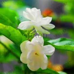 20 шт./пакет арабский Жасмин Гардения цветок бонсай, редкий белый и аромат, гардения жасминовидная цветок может использоваться в качестве