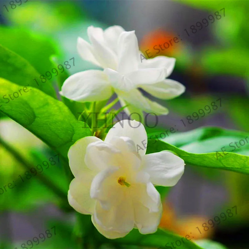 

Hot Sale!20pcs/bag arabian jasmine gardenia flower Bonsai, rare white and fragrance, cape jasmine flower Can be used as a medic