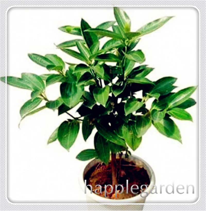 Giant Cinnamon Tree Bonsai Evergreen Fragrant Plants Perennial NEW 20 Pcs Seeds