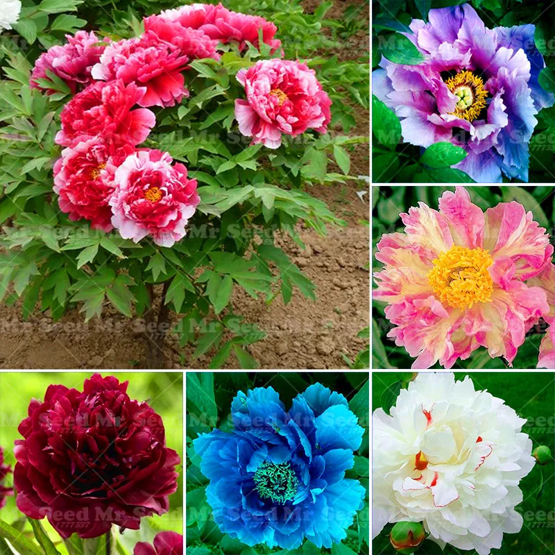 

10Pcs/bag Rare Peony Tree plant Perennial Potted Flowers Greenery Terrace Garden Garden Paeonia bonsai Plant