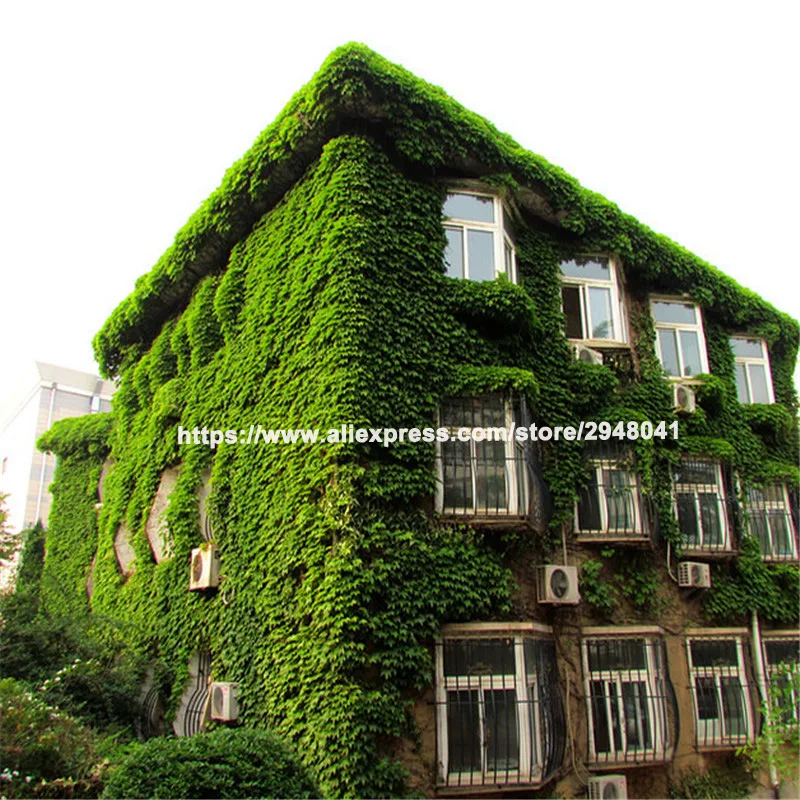 

Free Shipping 30pcs Seedsplants Boston Ivy plants Rare And Original Japanese Creeper bonsai Anti-radiation Diy For Home garden