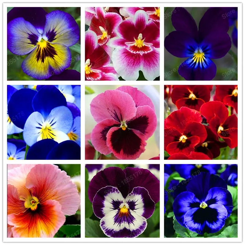 24 colors 100pcs/pack Mexican pansy seeds Wavy Viola Tricolor Flower