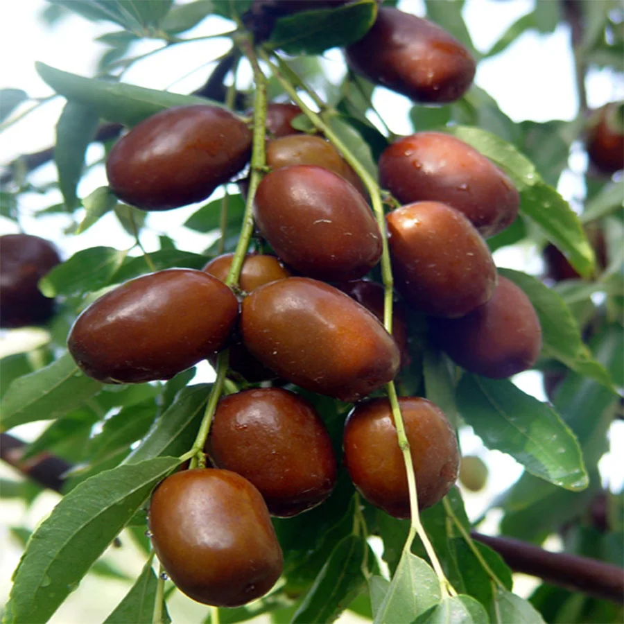 chinese organic jujube from XinJiang,high quality Premium red dates