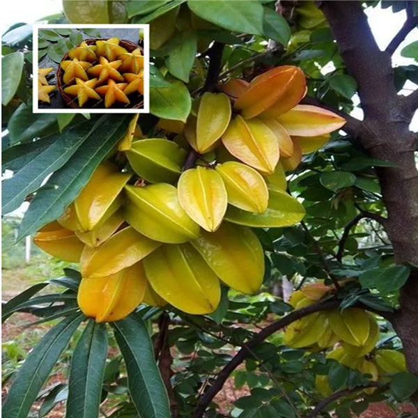 selling Organic 50 bonsais Star Fruit Tree Shrub bonsais Fruit bonsais
