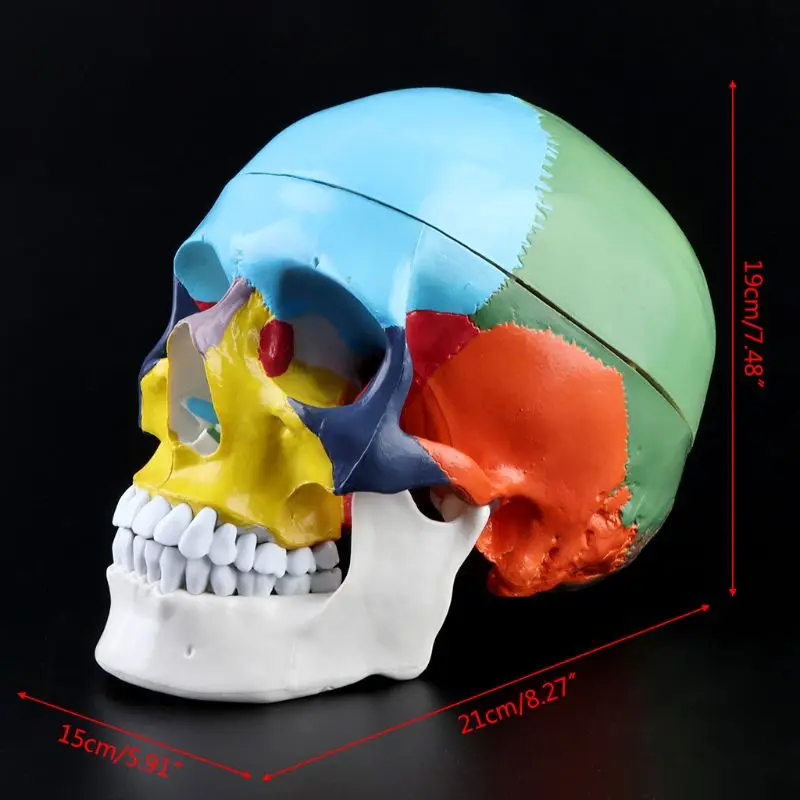 1:1 масштаб, цветной Скелет человека, модель головы для взрослых с мозговым стволом, анатомия, медицинский обучающий инструмент, поставка