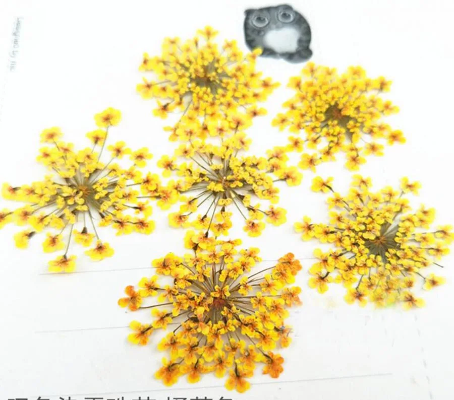 (HSWL)-5