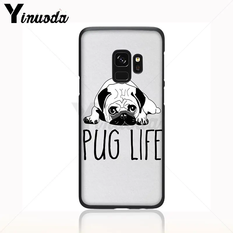 pug dog animal