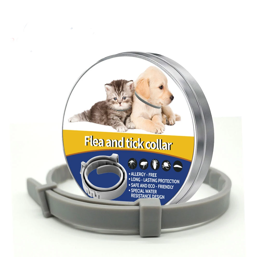 collar cat