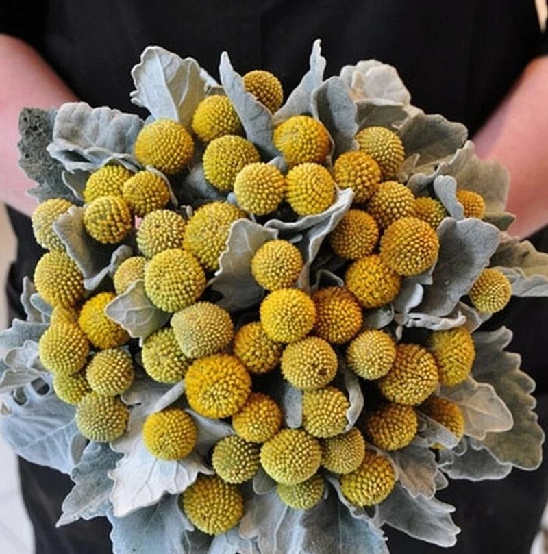 JAROWN Natural Dried Flowers Gold Ball Eternal Flores For Wedding DIY Bouquet Decorations Home Flower Arrangement Art (22)