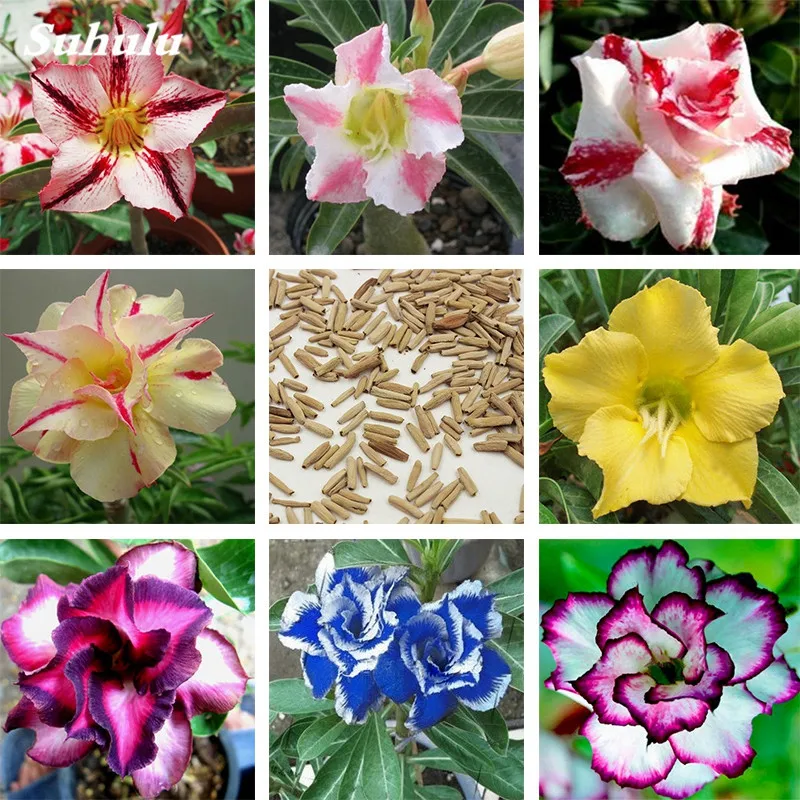 

5 pcs / lot 100% True Desert Rose Bonsai Ornamental Plants Balcony Bonsai Potted Flowers Drawf Adenium Obesum for Garden