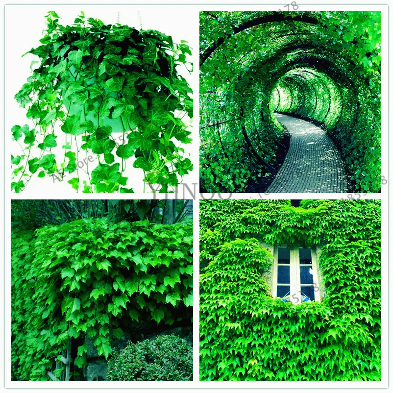 

20pcs/pack Green Boston Ivy Bonsai Ivy Plantas For DIY Home & Garden decoration Outdoor Plants floresling easy to grow