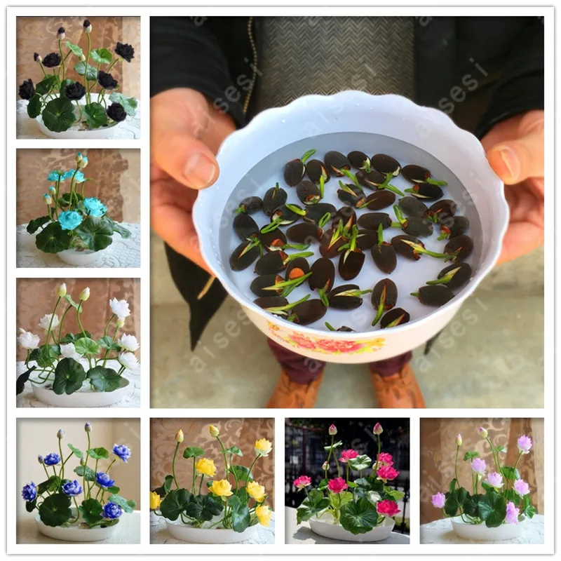 

5 PCS Spring Summer Bonsai Flower Lotus Flower for Summer 100% Real Bowl Lotus Pots Bonsai Garden Plants 5/bag Bowl Lotus plant