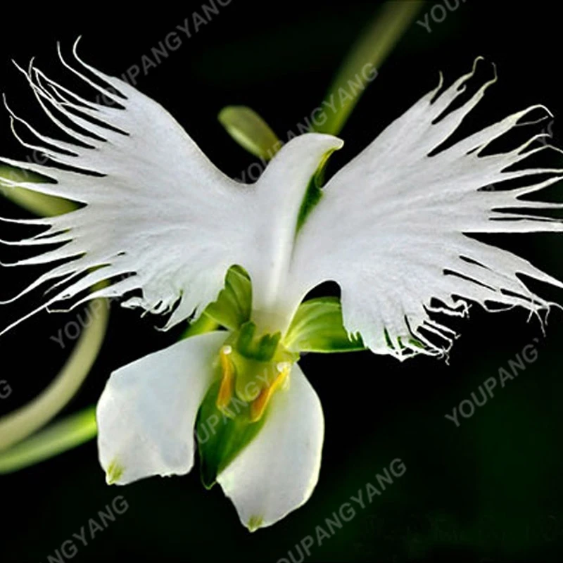 

100 Pcs/pack Japanese Radiata Flower White Egret Orchid Plants World's Rare Orchid Species White Baison Flowers Orchidee Garden