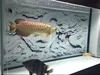 Mr.Tank HD Aquarium Background Poster 3D Effect Grey Dragon Cameo PVC Fish Tank Wall Sticker Decorations ► Photo 3/6