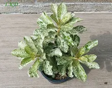 7-12inch Rooted Adenium Obesum Variegated Plant Thailand Rare Real Desert Rose Variegated Plants Siam-LKD-412rosas do deserto