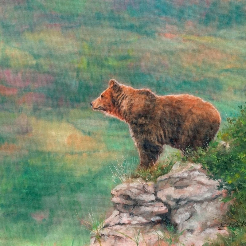 European Brown Bear Poster Print by David Stribbling (28 x 22)