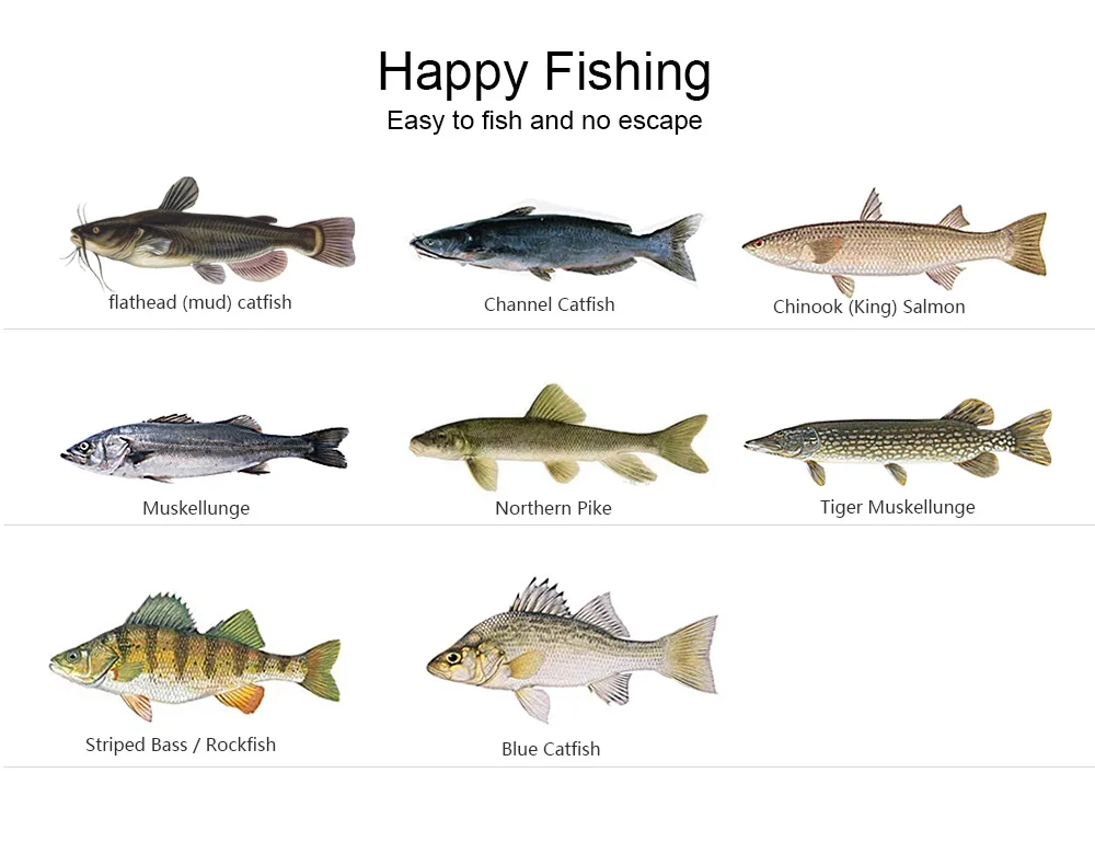 Fish-king_12