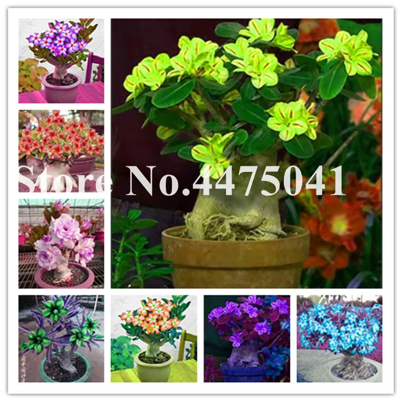 

5 Pcs Rare Green Desert Rose Bonsai, Balcony Ornamental Flower Double Adenium Obesum Bonsai Absorption Of Formaldehyde Beautiful
