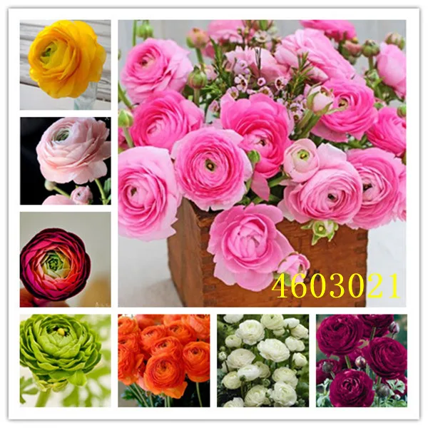 

Hot Sale 100 Pcs Ranunculus Asiaticus Flower For Home & Garden DIY Plants Persian Buttercup Flower Planta Free Shipping