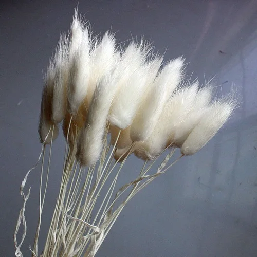 White 60 шт. сушеные натуральные Цветочные букеты, Красочные букеты lagunus ovatus& Uraria picta& rabbit tail grass букеты грозди - Цвет: White
