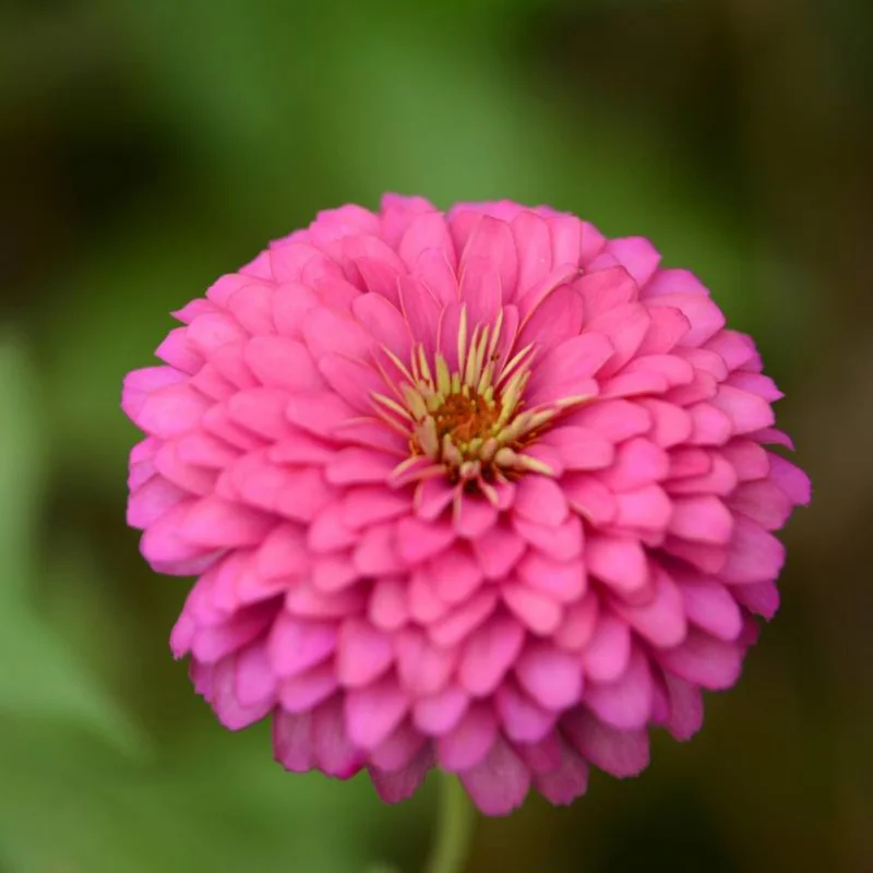 

100pcs/set Various Colours Zinnia Elegans Seed Kit For Planting Annual Yard Garden Decoration Herbs Seeds