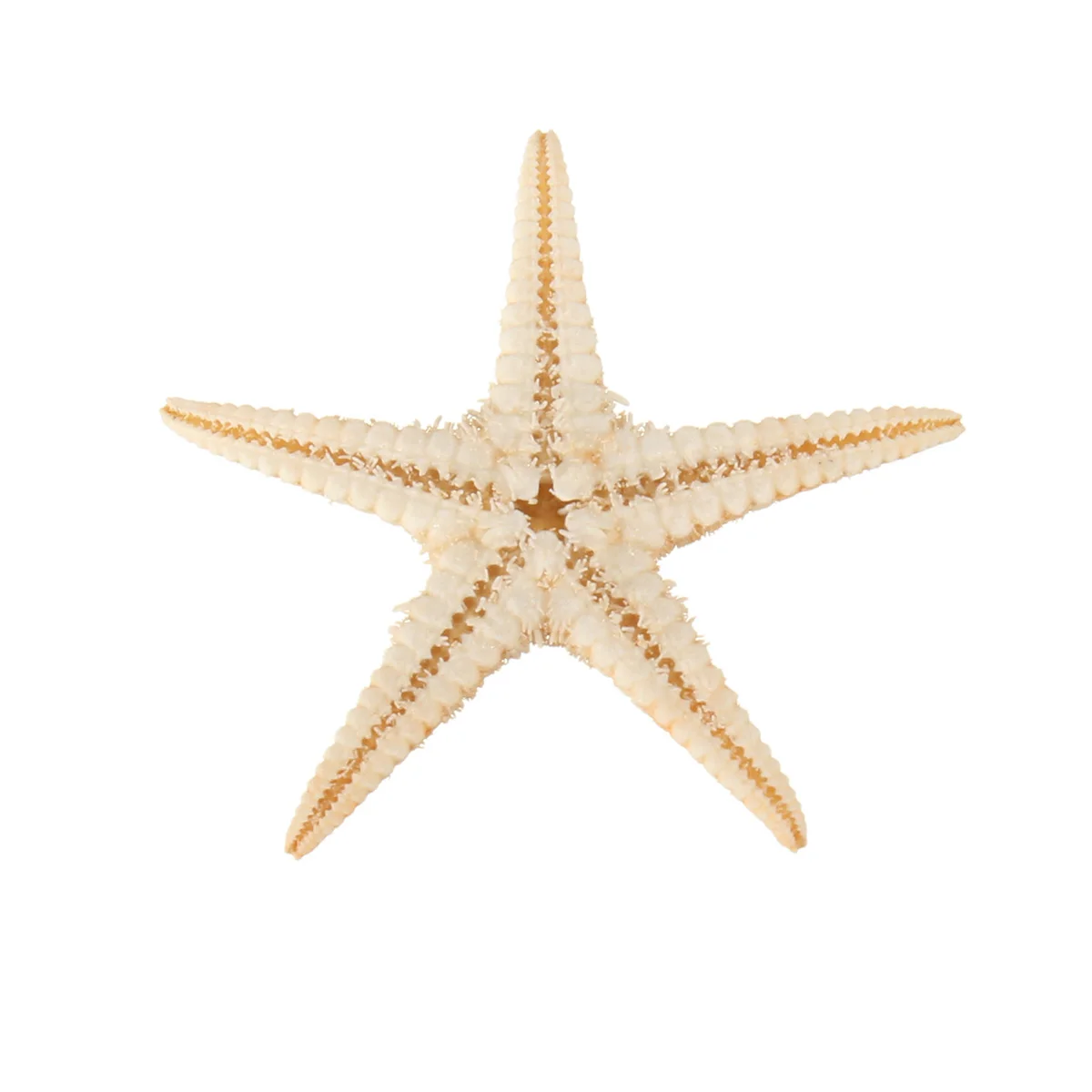 20 шт./компл. 1,5-2,0 см натуральная морская звезда океан морских животных рыб адаптер объектива для камер Micro Ландшафтный Террариум декоративный орнамент ремесла