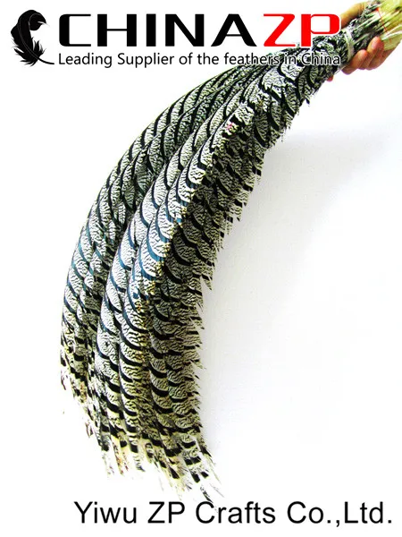 Natural ZEBRA Lady Amherst Pheasant Tail Feathers (3)