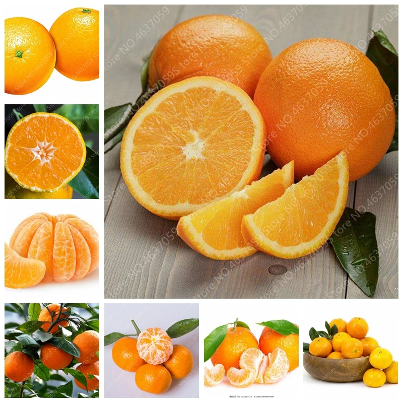 Cheap 100 pcs/ bag Edible Oranges Fruit Mandarin Bonsai Tree Citrus Pots Plants Mini Garden Juicy Sweet Garden Orange Sementes