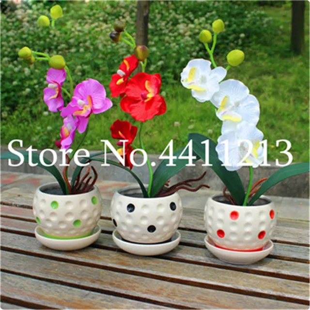 5000 pz Rare Mini Orchidea bonsai Phalaenopsis Orchidea Coperta Da Giardino In M 5000 pz Rare Mini Orchidea bonsai Phalaenopsis Orchidea Coperta Da Giardino In M