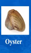 Dainashi Новый 10 шт. красочные близнецов жемчуг морской Oyster с вакуумной посылка, 6-8 мм рядом с круглым Akoya, 20 жемчуг может получить