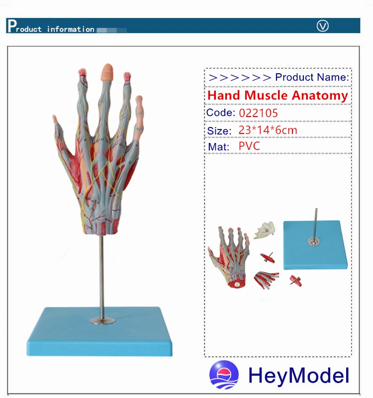 HeyModel мышечная рука прикреплена к основной сосудистой модели нерва