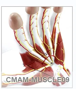 CMAM-MUSCLE11 Медицинский Анатомический Ног Модель с 9-Parts Removabe Мышц и Сосудов