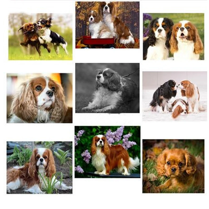 

Diamond painting cross stitch Cavalier King Charles Spaniel full square 5d diy diamond embroidery cute pet mosaic dog C567