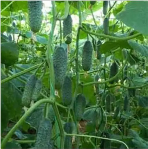 Беттина Ф1 Огурец Купить В Казани